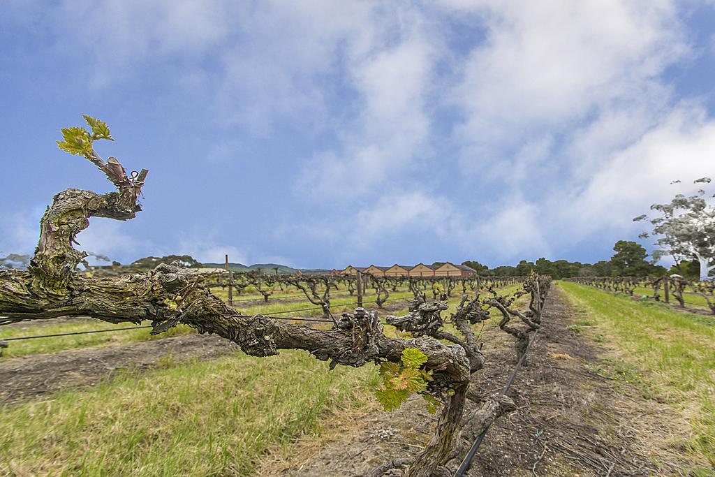 Barossa Vineyard Guesthouse Tanunda Exteriér fotografie